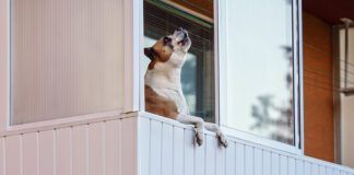 Brown and white boxer dog leaning on balcony as if he's looking outside, barking or howling