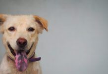 A cheerful dog displaying its tongue with pigmented black spots.