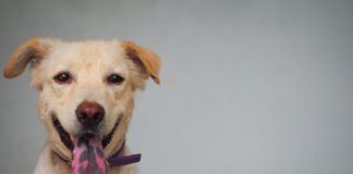 A cheerful dog displaying its tongue with pigmented black spots.