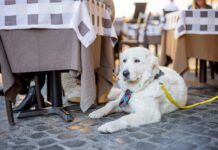 Maremmano abruzzese sheepdog sitting near the table at italian cafe terrace. Adorable huge white dog with shawl