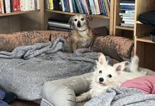 Two adorable dogs relaxing on the furniture while guests at the author's house.