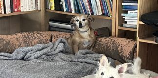 Two adorable dogs relaxing on the furniture while guests at the author's house.