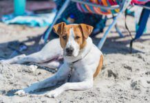 A cute brown and white mixed breed dog stares at the camera as it lays comfortably on the beach surrounded by beach chairs.