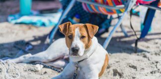 A cute brown and white mixed breed dog stares at the camera as it lays comfortably on the beach surrounded by beach chairs.