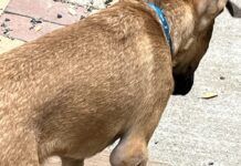 A small brown dog with a large swelling on his elbow.