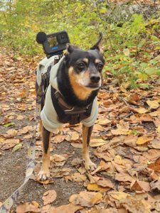 A small dog dressed for a safari takes an Autumn walk through the leaves.