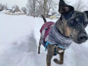 A small dog stays warm in the snow in his stylish winter coat.
