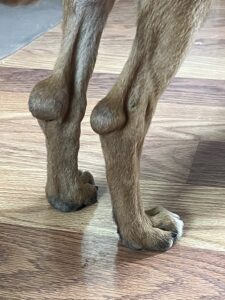 Closeup of a dog's hocks with two hygromas.