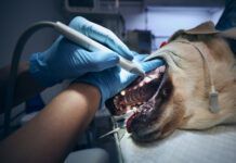 A dog teeth cleaning begins with a thorough exam and sedation.