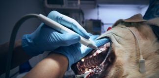 Veterinarian during examining and cleaning dog teeth. Old labrador retriever in animal hospital.