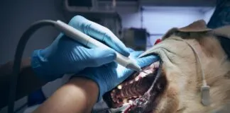 A dog teeth cleaning begins with a thorough exam and sedation.