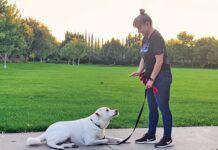 A white dog on a leash looks intently at its owner for hand commands.