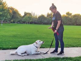 A white dog on a leash looks intently at its owner for hand commands.