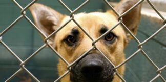 Espanola, New Mexico, United States. Rescue dog at animal shelter.