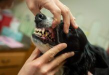 A Border Collie gets its teeth examined at the veterinarian. The dog's teeth are not in good condition.