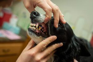 A Border Collie gets its teeth examined at the veterinarian. The dog's teeth are not in good condition.