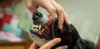 A Border Collie gets its teeth examined at the veterinarian. The dog's teeth are not in good condition.