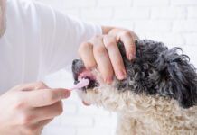 Pet care. Owner brushing teeth of cute mixed breed dog at home