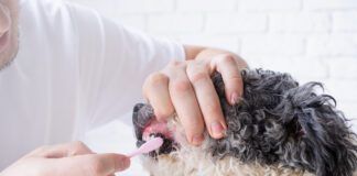 Pet care. Owner brushing teeth of cute mixed breed dog at home