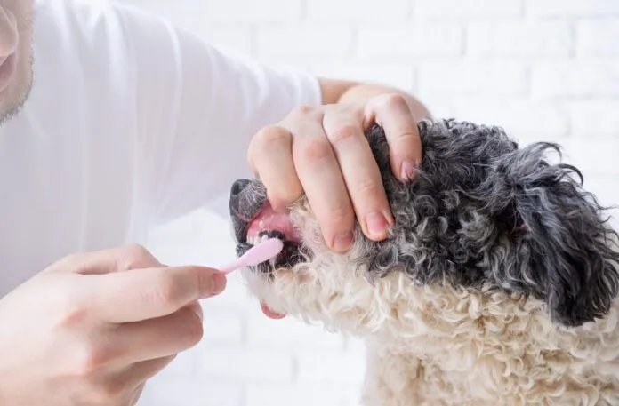 Owner brushing teeth of cute dog at home Pet care. Owner brushing teeth of cute mixed breed dog at home