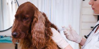 Dog vaccinated by veterinarian