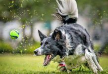 A black and white Border Collie sprints after a ball in the grass.