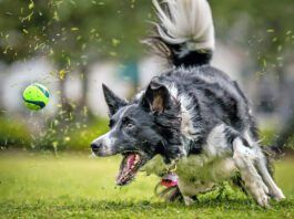 A black and white Border Collie sprints after a ball in the grass.