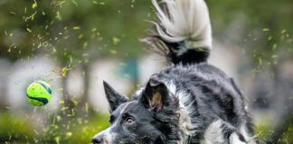 A black and white Border Collie sprints after a ball in the grass.