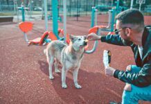 Male Feeding Stray Dog While Eating Chips On Outdoor Gym