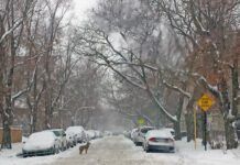 Coyote on city street in winter storm