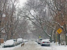 Coyote on city street in winter storm
