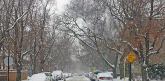 Coyote on city street in winter storm