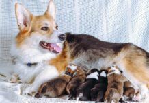 Welsh Corgi Pembroke dog feeds six newborn puppies, lies on white couch. Happy family. Pets. Childhood. Maintenance and feeding of pets. Dog breeding. Positive emotions. Raising puppies.