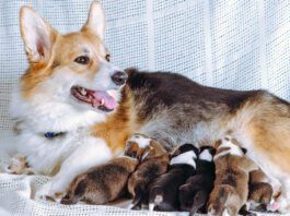 Welsh Corgi Pembroke dog feeds six newborn puppies, lies on white couch. Happy family. Pets. Childhood. Maintenance and feeding of pets. Dog breeding. Positive emotions. Raising puppies.