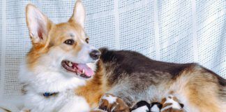 Welsh Corgi Pembroke dog feeds six newborn puppies, lies on white couch. Happy family. Pets. Childhood. Maintenance and feeding of pets. Dog breeding. Positive emotions. Raising puppies.