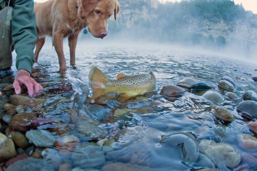 Why Does My Dog Smell Like Fish? Whole Dog Journal