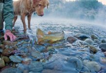 A fly-fisherman and his dog watch as a Brown Trout is released back to the river.