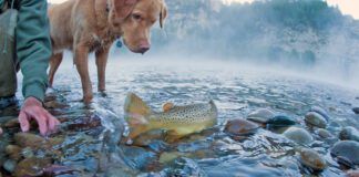 A fly-fisherman and his dog watch as a Brown Trout is released back to the river.