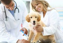 Male and female vet doctors giving a shot to a golden retriever's puppy front leg. The dog is sitting on examination table. Female doctor is cuddling her while the dog is looking towards the camera.