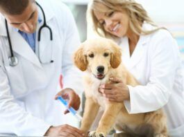 Male and female vet doctors giving a shot to a golden retriever's puppy front leg. The dog is sitting on examination table. Female doctor is cuddling her while the dog is looking towards the camera.