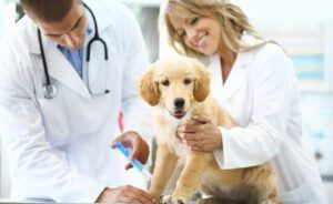 Male and female vet doctors giving a shot to a golden retriever's puppy front leg. The dog is sitting on examination table. Female doctor is cuddling her while the dog is looking towards the camera.