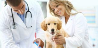 Male and female vet doctors giving a shot to a golden retriever's puppy front leg. The dog is sitting on examination table. Female doctor is cuddling her while the dog is looking towards the camera.