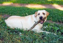 White Labrador Retriever Dog Sitting In Green Grass and Chewing Wooden Stick On Grass