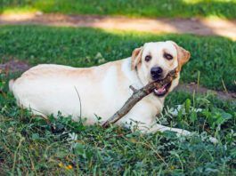 White Labrador Retriever Dog Sitting In Green Grass and Chewing Wooden Stick On Grass