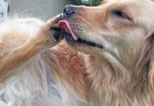 golden retriever licking feet