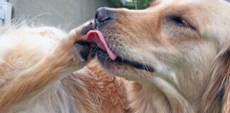 golden retriever licking feet