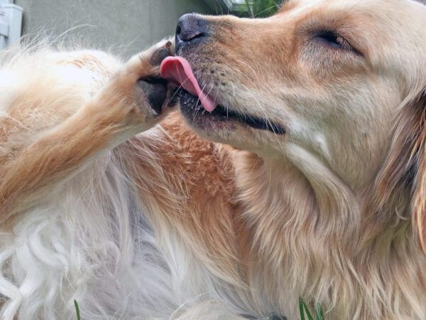 Image showcasing Why Do Dogs Smell Like Fritos? - Whole Dog Journal