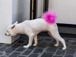 Close up low angle image of a small white dog outdoors on the city street. The dog has had its bushy tail died bright pink by its owner. Horizontal colour image with room for copy space.