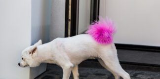 Close up low angle image of a small white dog outdoors on the city street. The dog has had its bushy tail died bright pink by its owner. Horizontal colour image with room for copy space.