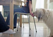 Boy sneaking dog food from the table